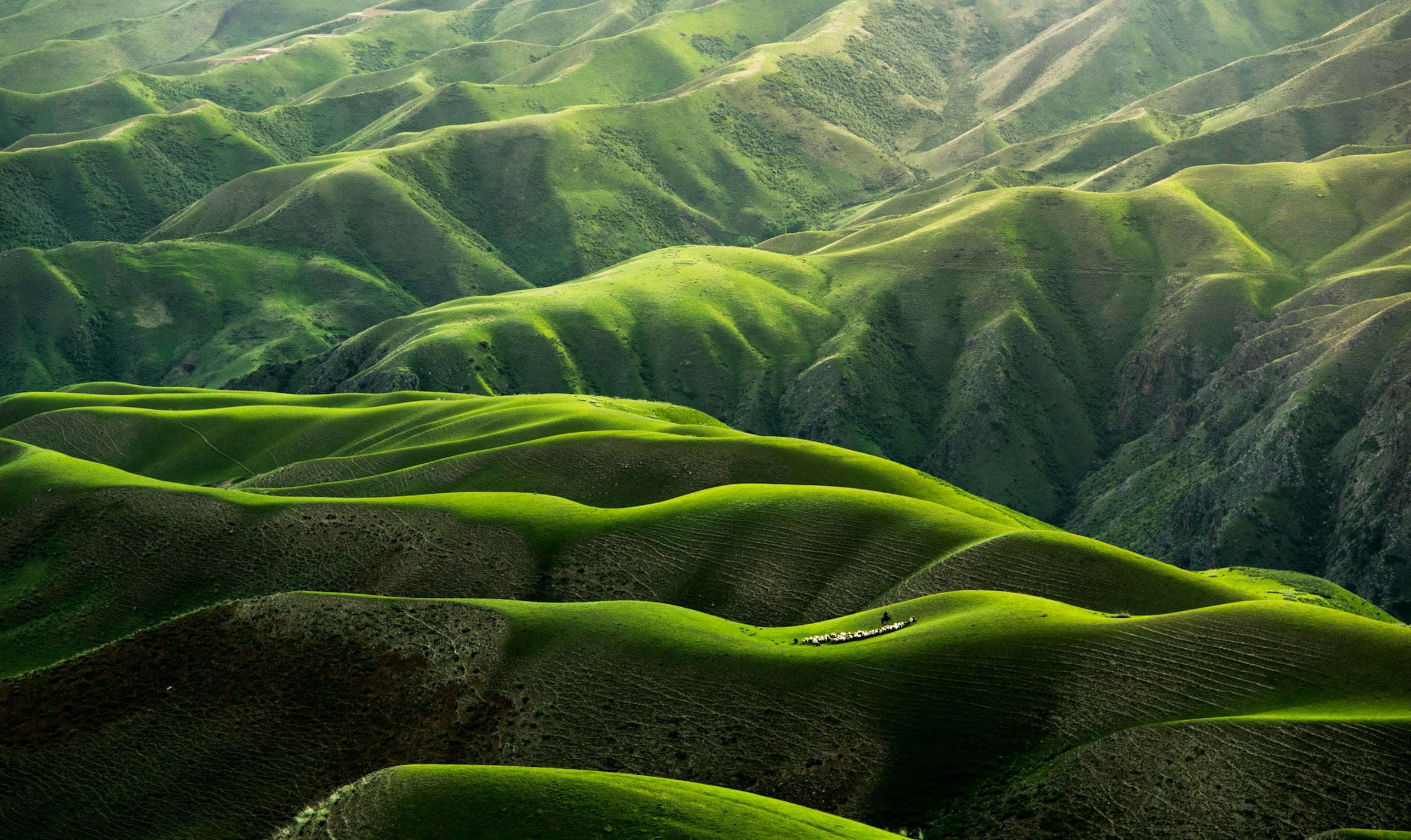 Rolling green hills in soft morning light